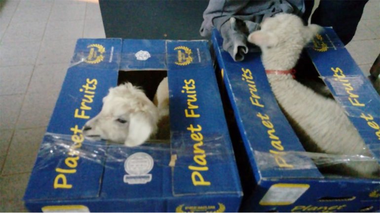 Decomisos: encuentran corderos vivos en cajas de banana en Río Colorado y secuestran 5000 kilos en Catriel